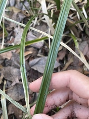 Rhynchospora miliacea