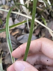 Rhynchospora miliacea