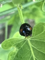 Chilocorus stigma