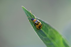 Diabrotica bioculata