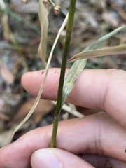 Rhynchospora miliacea