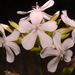 Common Soapwort - Photo (c) Brian Finzel, some rights reserved (CC BY-SA), uploaded by Brian Finzel
