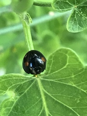 Chilocorus stigma