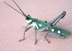 Aeolacris octomaculata