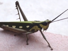 Aeolacris octomaculata