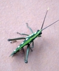 Aeolacris octomaculata