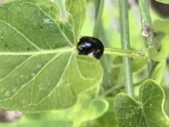 Chilocorus stigma