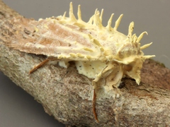 Akanthomyces