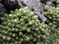Kelleria croizatii