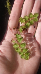 Neomusotima conspurcatalis
