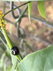 Chilocorus stigma
