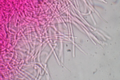 Akanthomyces