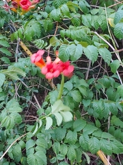 Campsis