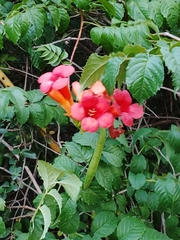 Campsis