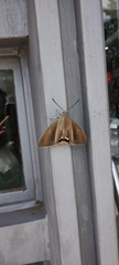 Paysandisia archon