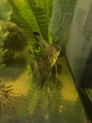 Pterophyllum