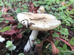 Russula cerolens