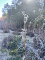 Schizachyrium littorale