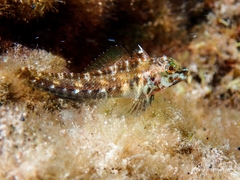 Helcogramma decurrens