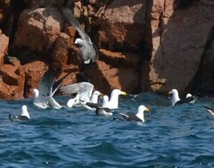 Larus dominicanus