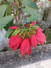 Euphorbia pulcherrima