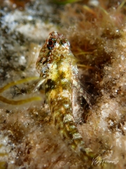 Helcogramma decurrens