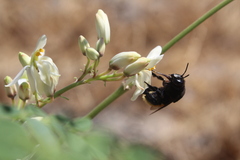 Eulaema polychroma