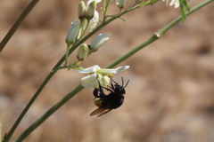 Eulaema polychroma