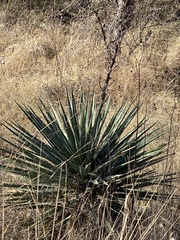 Yucca madrensis