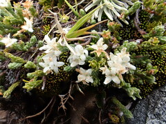 Kelleria dieffenbachii