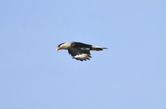 Caracara plancus cheriway