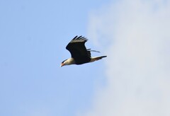 Caracara plancus cheriway