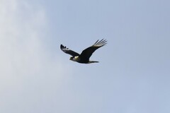 Caracara plancus cheriway