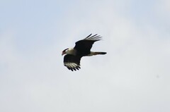 Caracara plancus cheriway