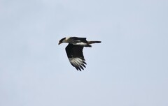 Caracara plancus cheriway