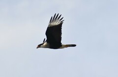 Caracara plancus cheriway