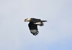 Caracara plancus cheriway