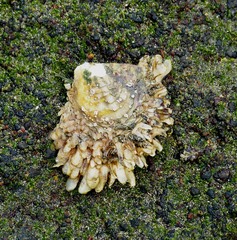 Pinctada mazatlanica