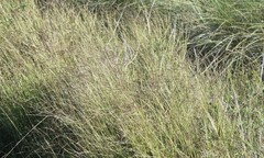 Dichanthium annulatum