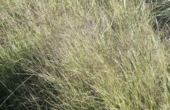 Dichanthium annulatum