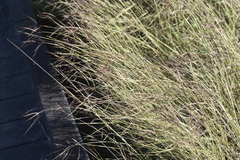 Dichanthium annulatum