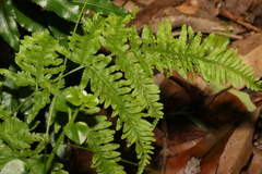 Pteris tremula