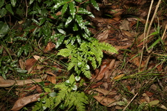 Pteris tremula
