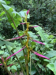 Heliconia aemygdiana