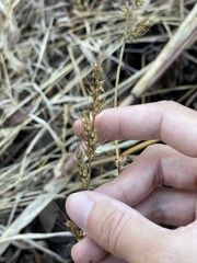 Echinochloa walteri