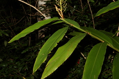 Alpinia caerulea