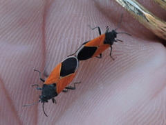 Melanopleurus belfragei