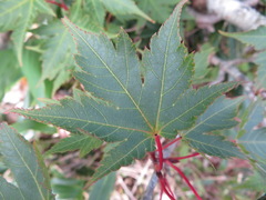 Acer tschonoskii