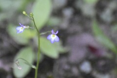 Lobelia berlandieri