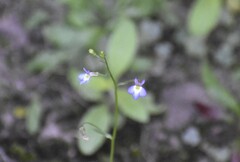 Lobelia berlandieri